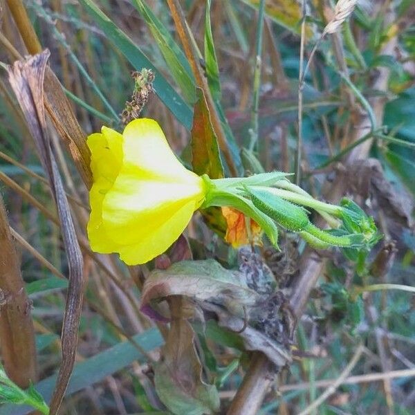 Oenothera biennis Blomma