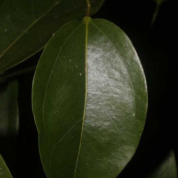 Anomospermum reticulatum Leaf