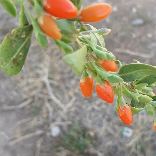 Lycium chinense Fruit