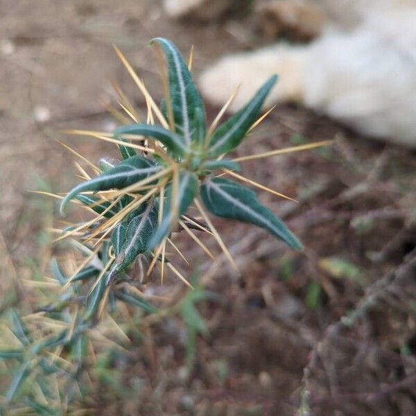 Xanthium spinosum Feuille