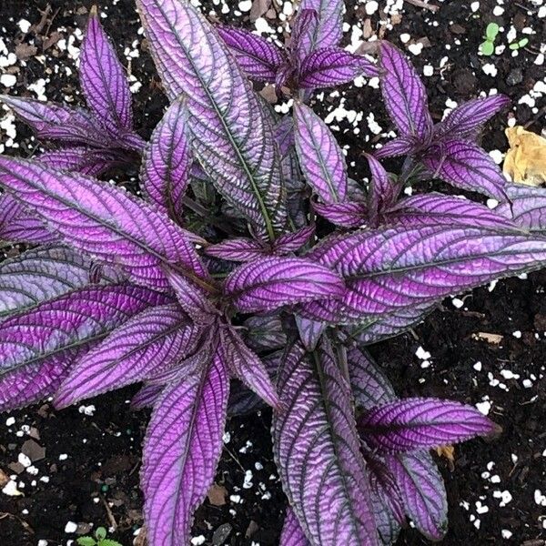 Strobilanthes auriculata Leaf