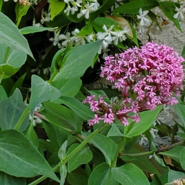 Valeriana lecoqii പുഷ്പം