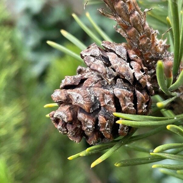 Pinus mugo Плод