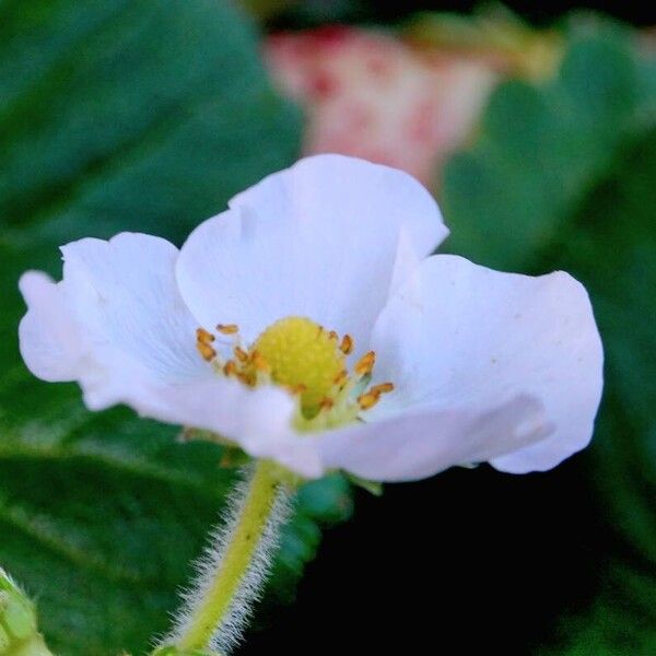 Fragaria × ananassa Floro