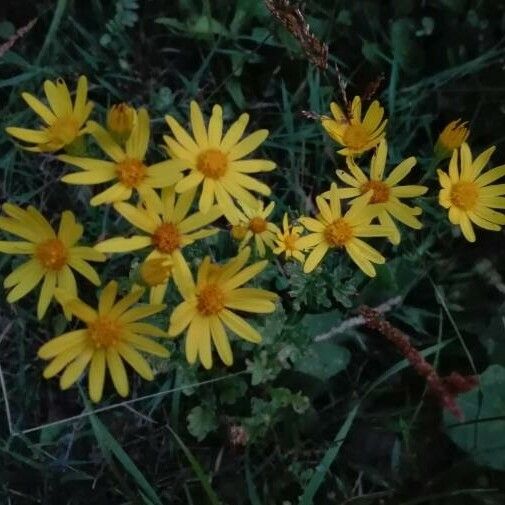 Jacobaea vulgaris Blomst