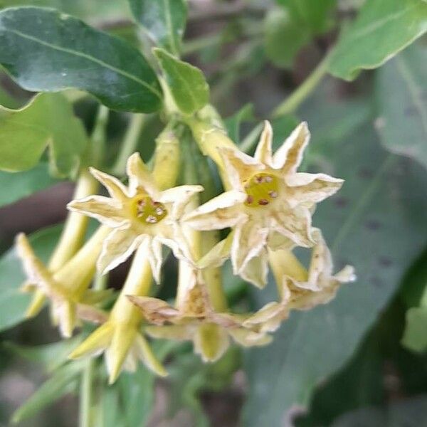 Cestrum euanthes Flower