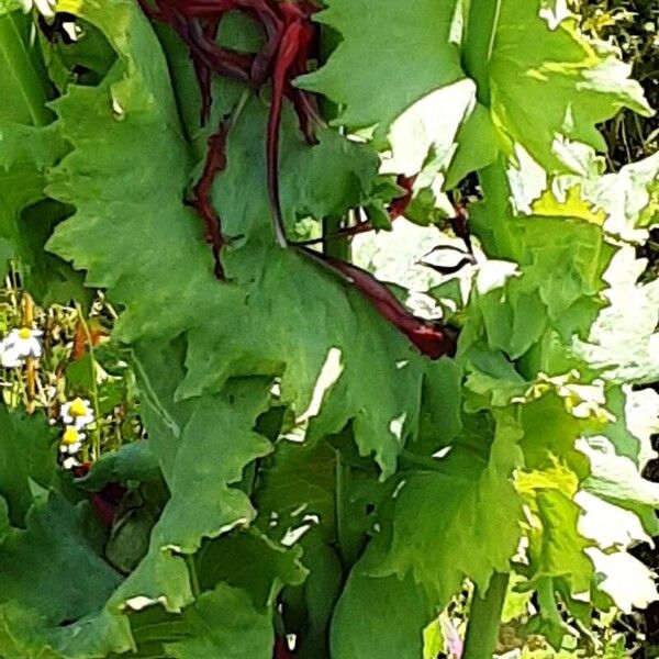 Papaver somniferum Folla