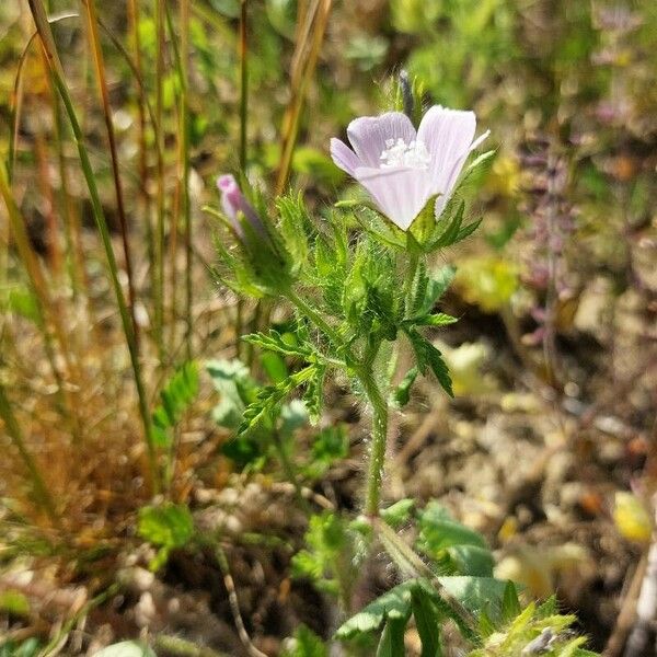 Malva setigera Flower