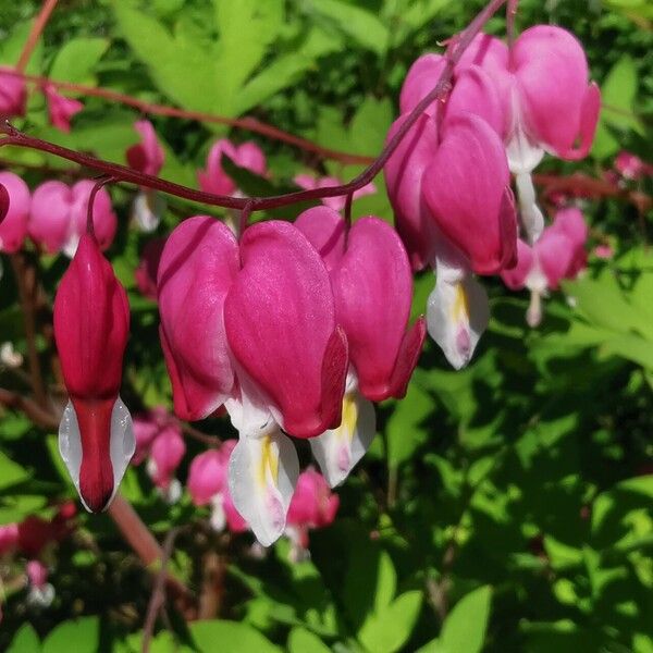 Lamprocapnos spectabilis Kukka