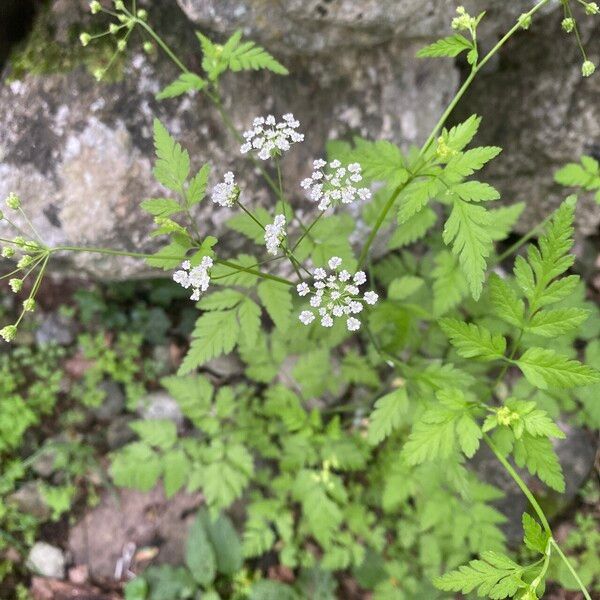 Chaerophyllum temulum Habitat