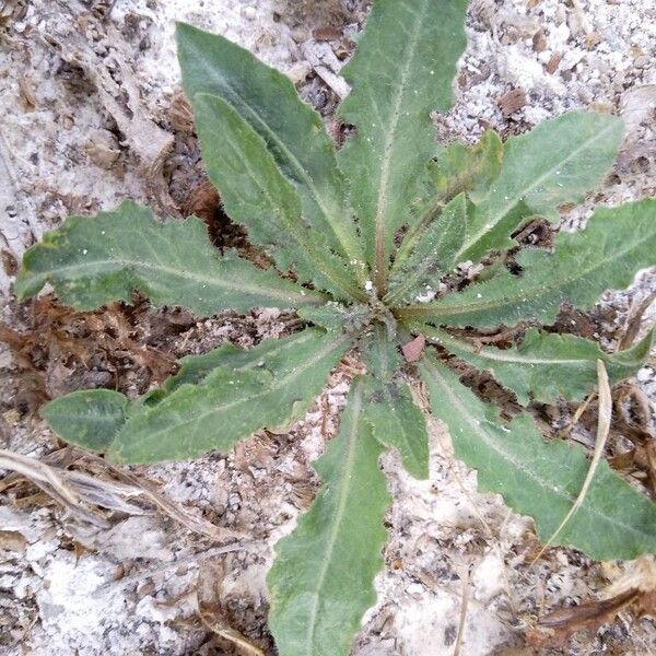 Hypochaeris glabra Leaf