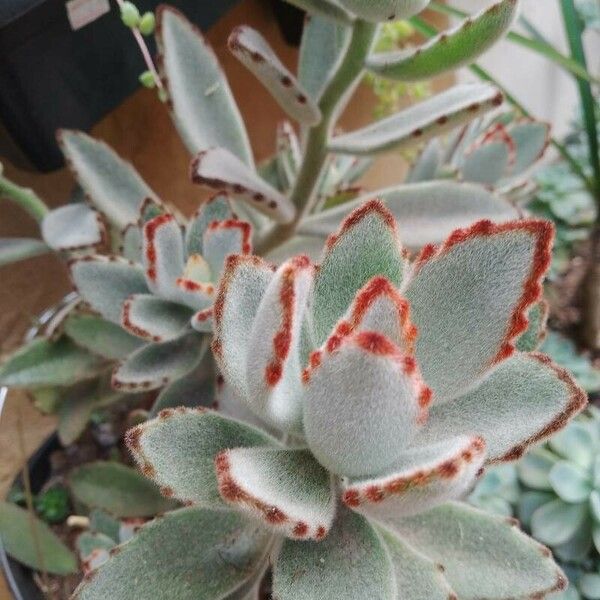 Kalanchoe tomentosa Folha