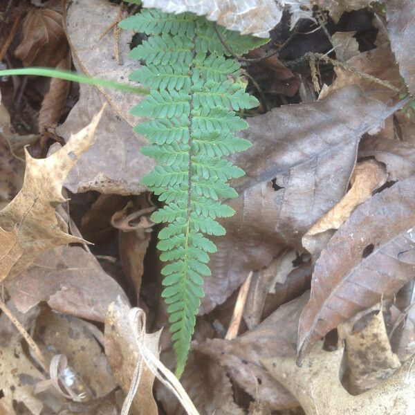 Cystopteris bulbifera Blatt