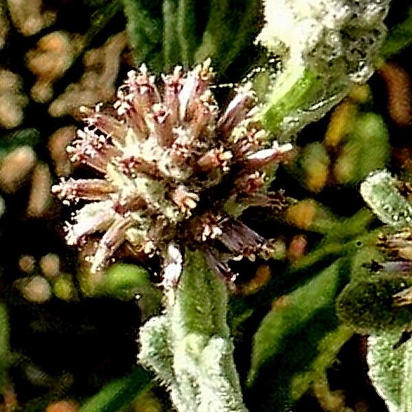 Pterocaulon sphacelatum Flower