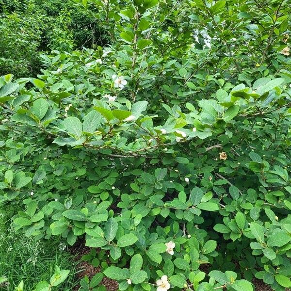 Magnolia sieboldii Агульны выгляд