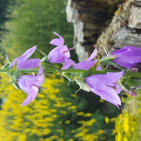 Campanula rapunculoides Цвят