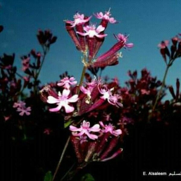 Silene armeria Flower