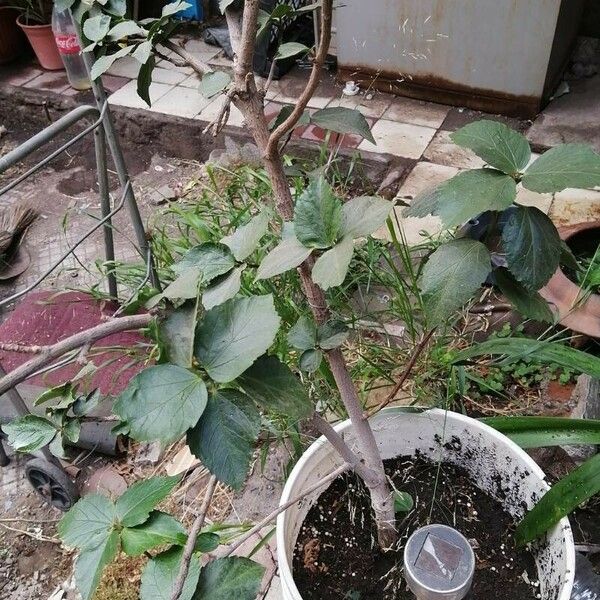 Acalypha wilkesiana Leaf