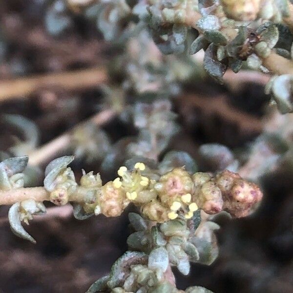 Atriplex glauca Blodyn