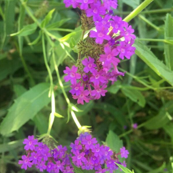 Verbena rigida Flower