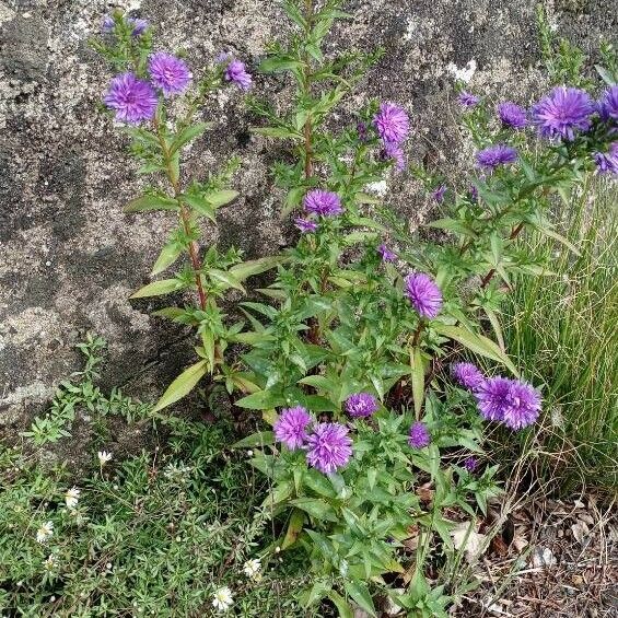 Symphyotrichum novi-belgii Yeri