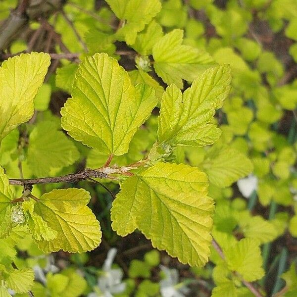 Physocarpus opulifolius Leaf