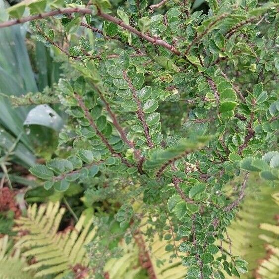 Ulmus parvifolia Leaf