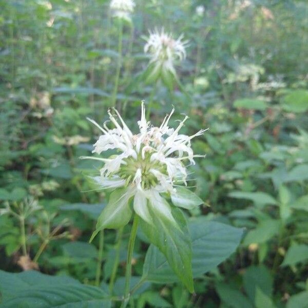 Monarda clinopodia Kukka