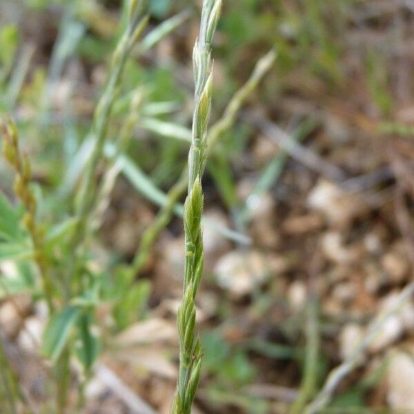 Festuca maritima Habit