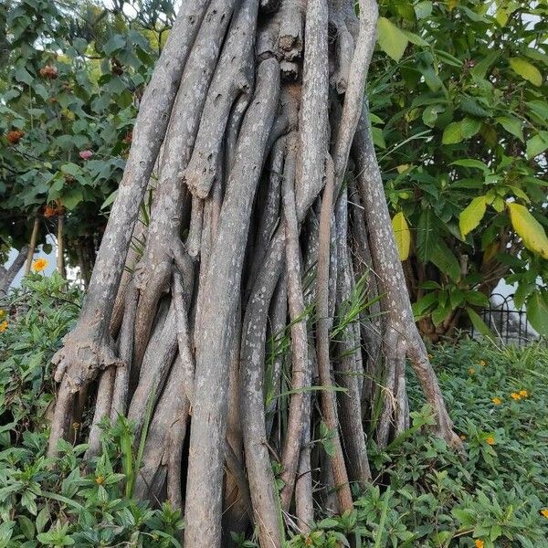 Pandanus utilis Bark