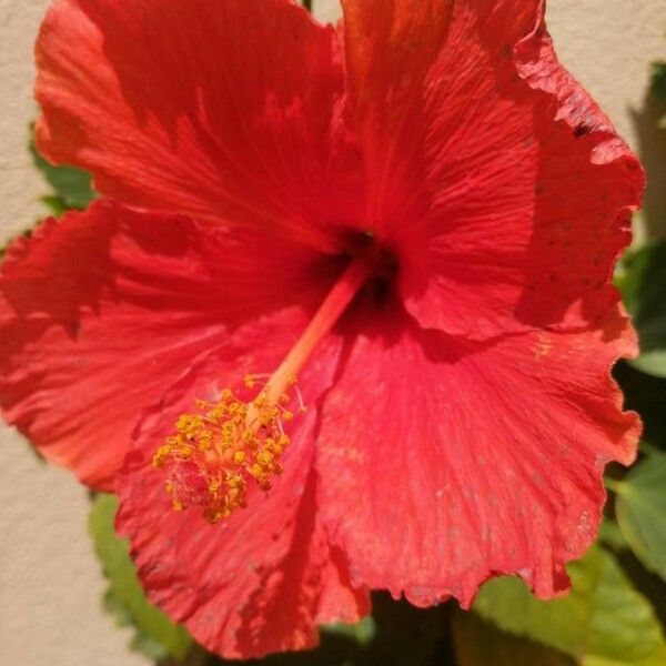 Hibiscus rosa-sinensis Blomst