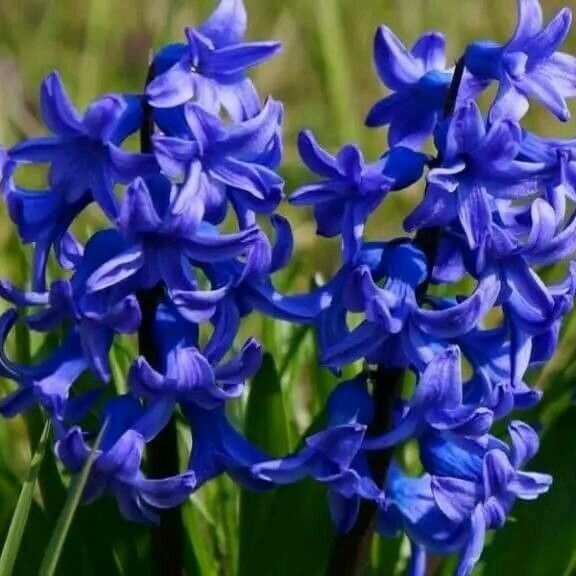 Hyacinthus orientalis 花