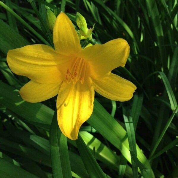 Hemerocallis lilioasphodelus Цвят