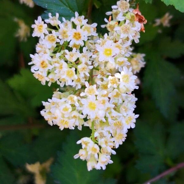 Stephanandra incisa Blomst