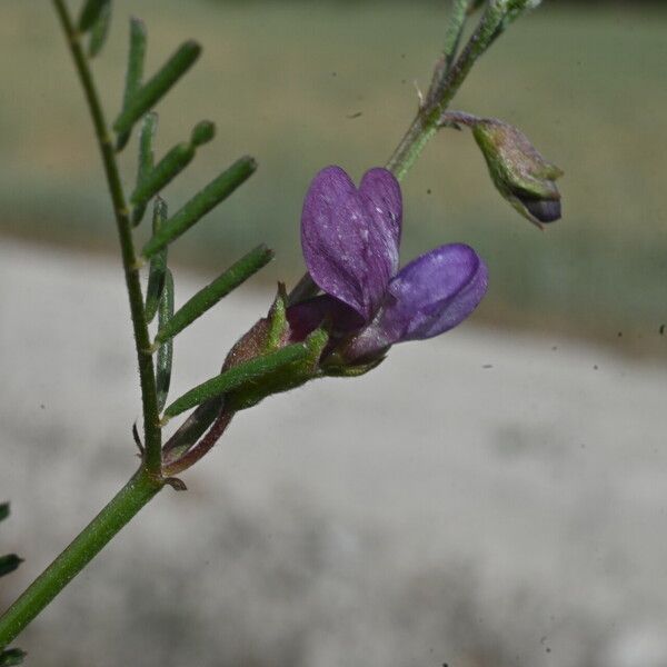 Vicia peregrina Flor