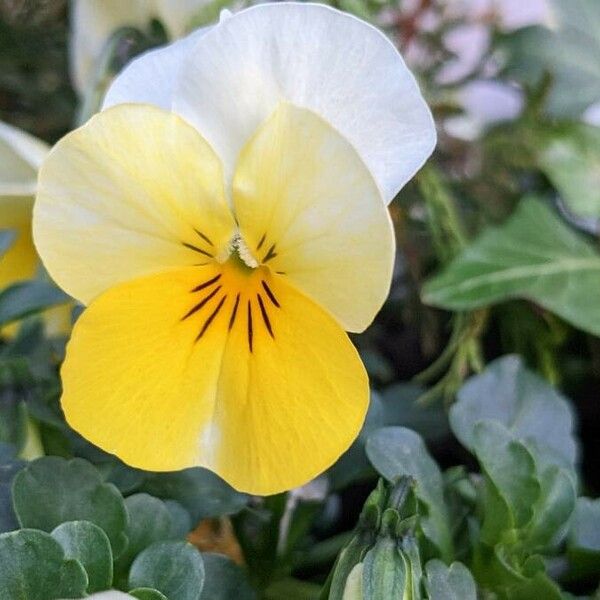 Viola tricolor Blomma