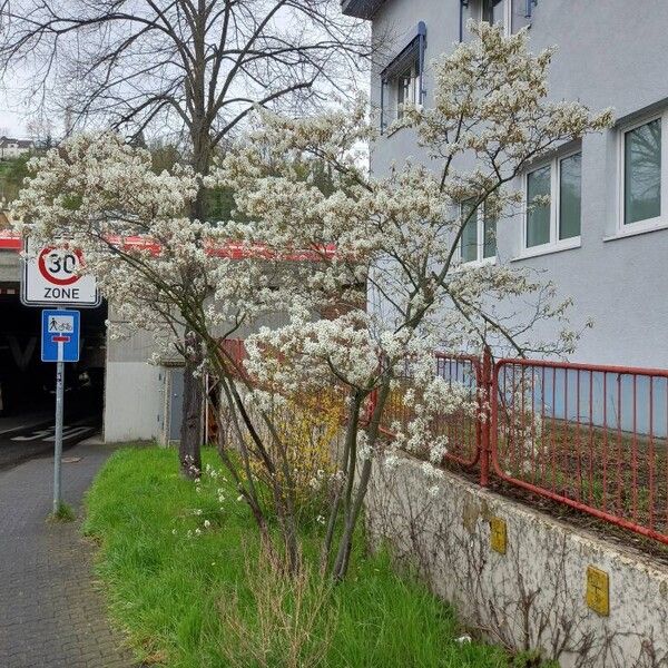 Amelanchier × lamarckii Hàbitat