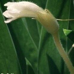 Orobanche uniflora Flower