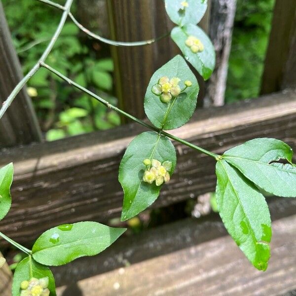 Euonymus americanus Fulla