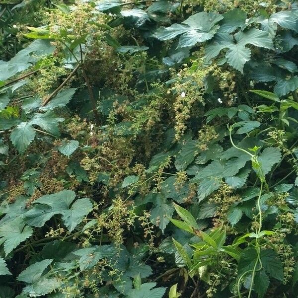 Humulus scandens Leaf