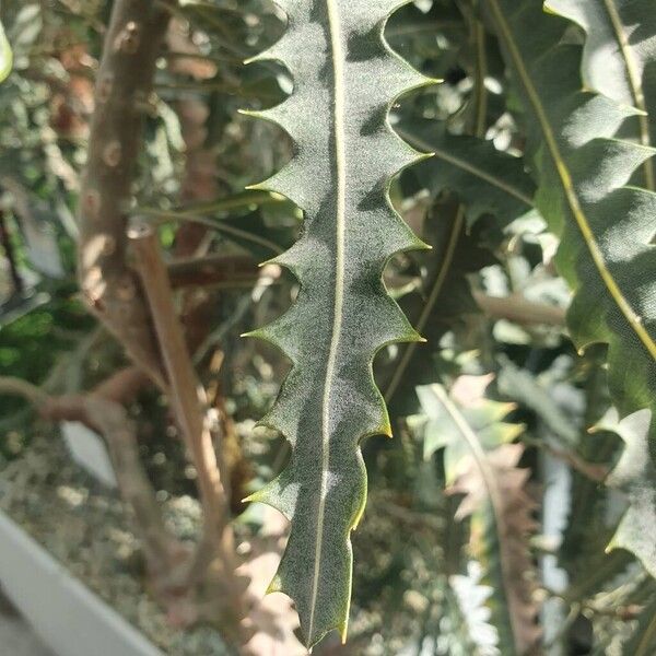 Banksia ashbyi Leaf