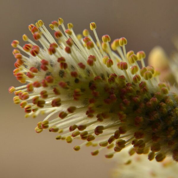 Salix caprea Květ
