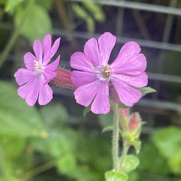 Silene dioica Flor