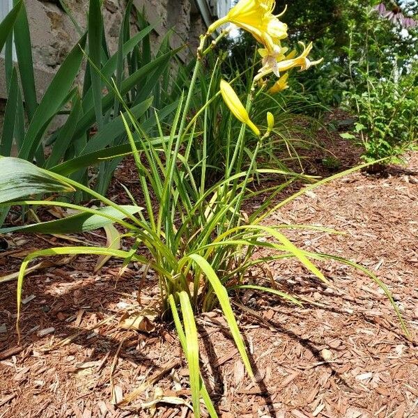 Hemerocallis minor Habit