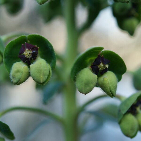 Euphorbia characias Λουλούδι