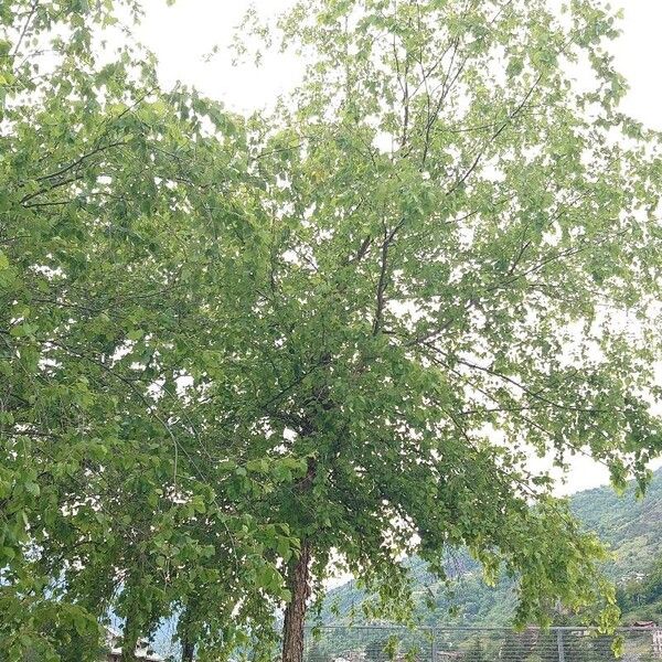 Betula nigra Plante entière