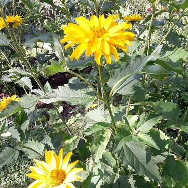 Heliopsis helianthoides Flower