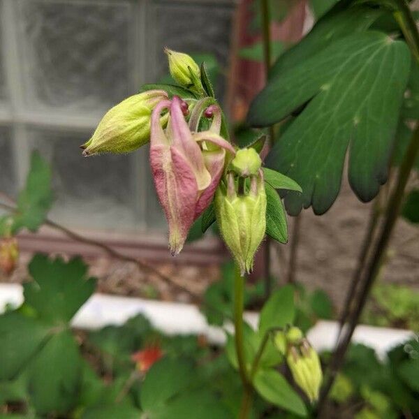 Aquilegia vulgaris Çiçek