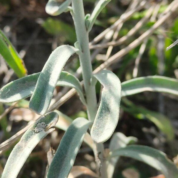 Marcus-kochia littorea Leaf