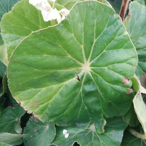 Begonia minor Folha